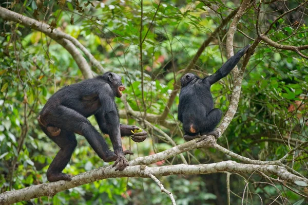 Bonobos v přirozeném prostředí. — Stock fotografie