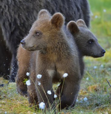 The cubs of wild brown bear clipart
