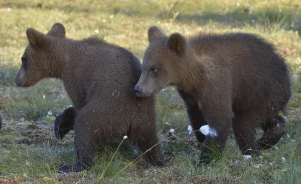 I cuccioli di orso bruno selvatico — Foto Stock
