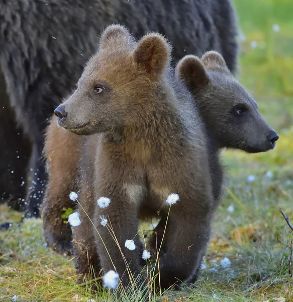 Os filhotes de urso marrom selvagem — Fotografia de Stock