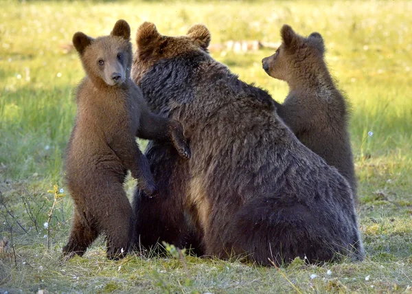 Μητέρα αρκούδα στο δάσος καλοκαίρι — Φωτογραφία Αρχείου