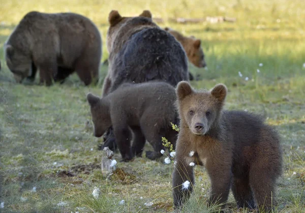 Matka jí medvěd v lese letní — Stock fotografie