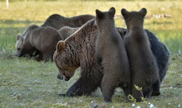 Moeder ze-beer in de zomer bos — Stockfoto