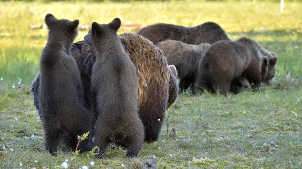 Madre oso en el bosque de verano —  Fotos de Stock