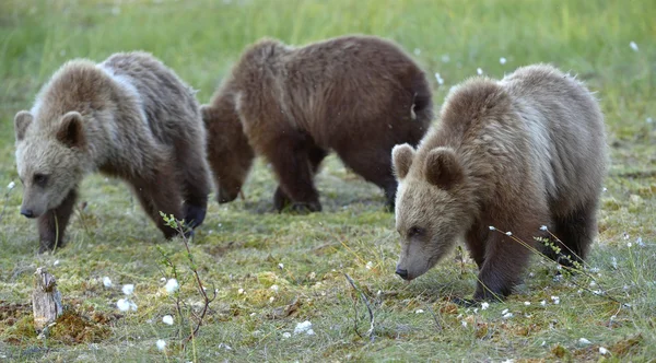 Les petits de l'ours brun sauvage — Photo