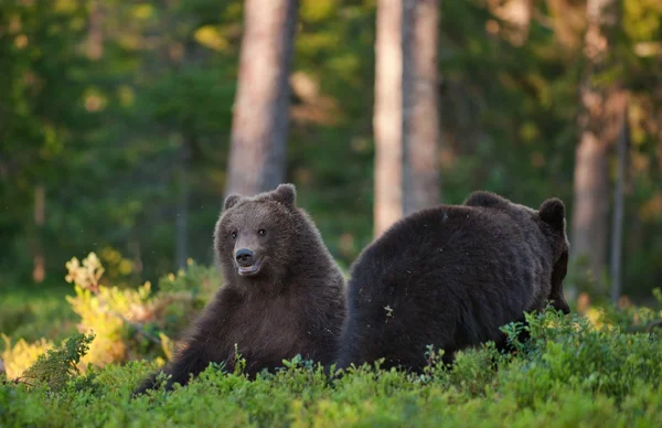 I cuccioli di orso bruno nella fauna selvatica — Foto Stock