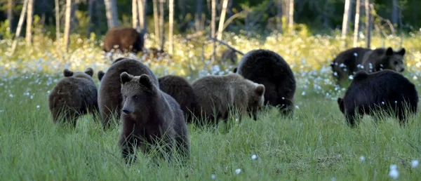 Grupo de osos pardos en la vida silvestre — Foto de Stock