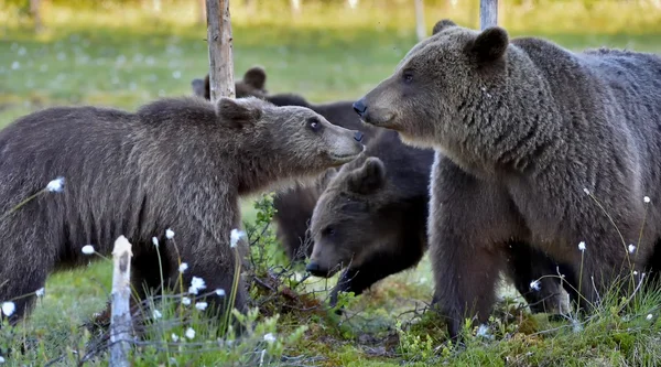 Weibchen von Braunbär mit Jungen — Stockfoto