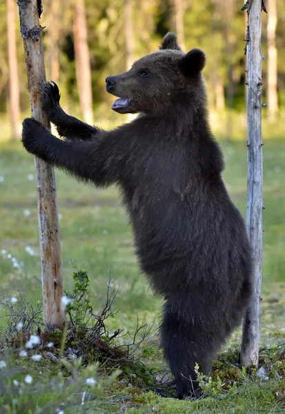 Cub της καφέ αρκούδας στην άγρια φύση — Φωτογραφία Αρχείου
