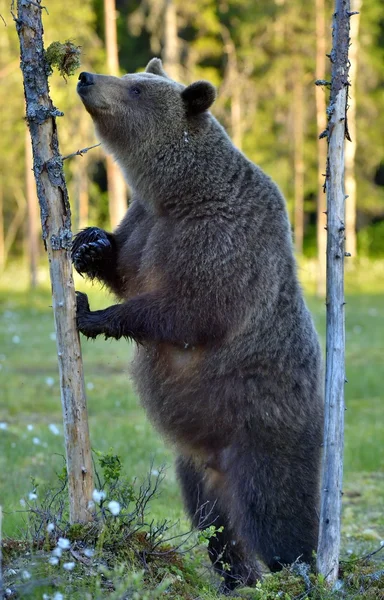 野生动物棕熊 — 图库照片