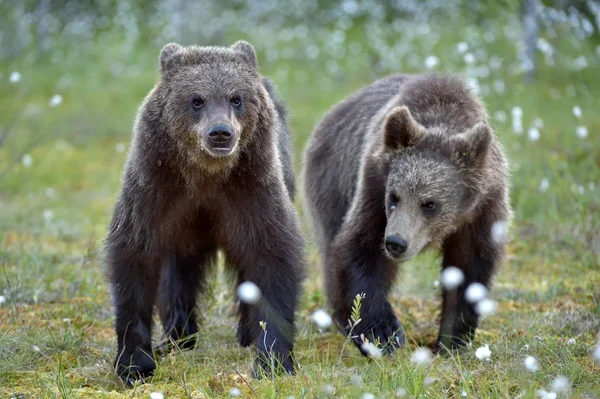 棕色的熊，在野生动物的幼崽 — 图库照片