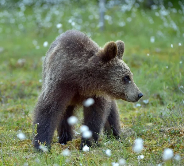 Welp van de bruine beer in het wild levende dieren — Stockfoto