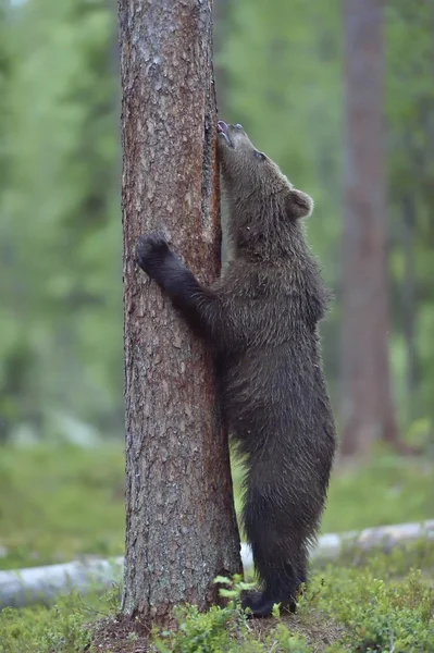 在野生动物的棕色的熊崽 — 图库照片