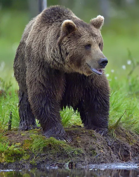 Orso bruno nella fauna selvatica — Foto Stock