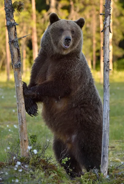 Medvěd hnědý v divoké zvěře — Stock fotografie