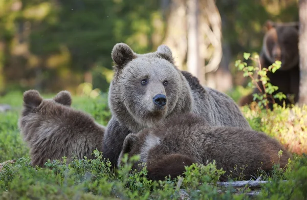 Fêmea de urso marrom com filhotes — Fotografia de Stock