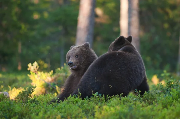 Cubs της καφέ αρκούδας στην άγρια φύση — Φωτογραφία Αρχείου