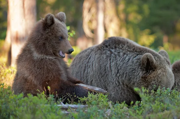 女性的棕色的熊，小熊 — 图库照片
