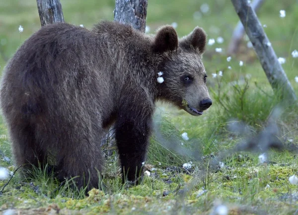 Cub of Brown bear in wildlife — Stock Photo, Image