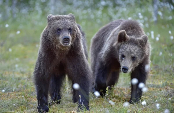 Welpen van bruine beer in het wild levende dieren — Stockfoto