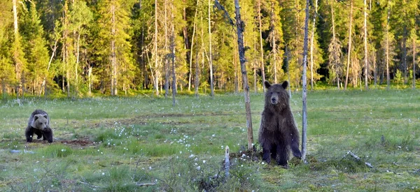 Louveteaux d'ours brun dans la faune — Photo
