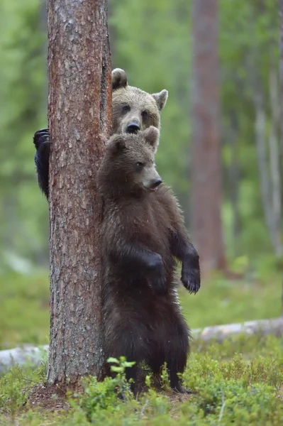 Кубы бурого медведя в дикой природе — стоковое фото
