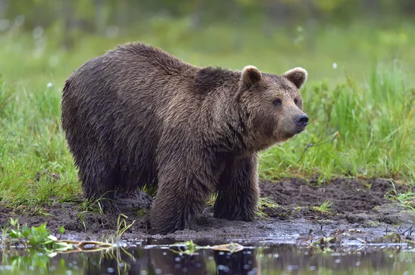 Бурий ведмідь у дикої природи — стокове фото