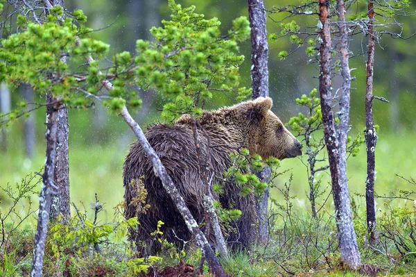 Brunbjörn i vilda djur — Stockfoto