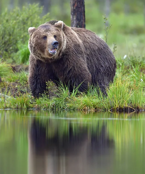 Καφέ αρκούδα στην άγρια φύση — Φωτογραφία Αρχείου