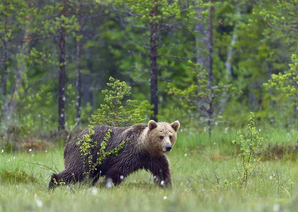Bruine beer in het wild levende dieren — Stockfoto