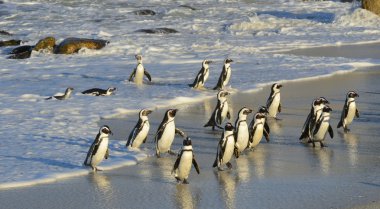 Okyanus plaj Afrika penguenler