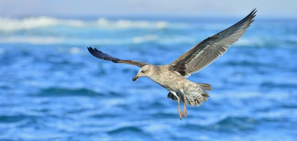 Flying Kelp gaviota sobre el océano —  Fotos de Stock