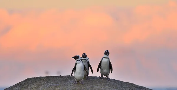 Africké tučňáci na pláži u oceánu — Stock fotografie