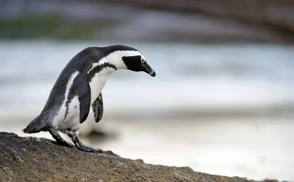 Afrikai pingvin az óceán parton — Stock Fotó