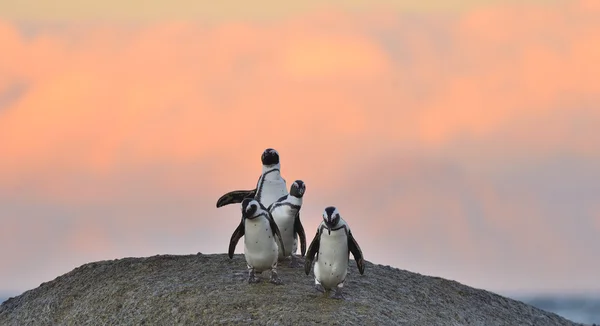 Pingüinos africanos en la playa del océano —  Fotos de Stock