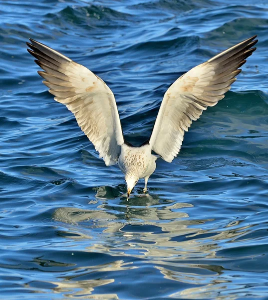 Ιπτάμενοι γλάρος πάνω από τον ωκεανό — Φωτογραφία Αρχείου