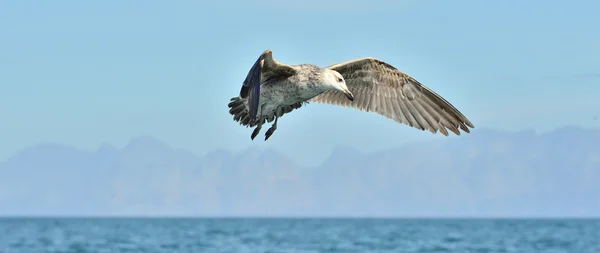 Flygande Kelpmås över havet — Stockfoto