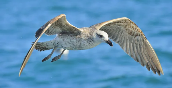 Flying Kelp gull over the ocean — Stock Photo, Image