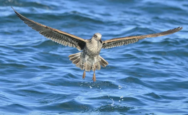 Flying Kelp gull over the ocean — Stock Photo, Image