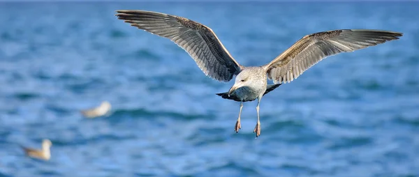 Flying Kelp gull over the ocean — Stock Photo, Image