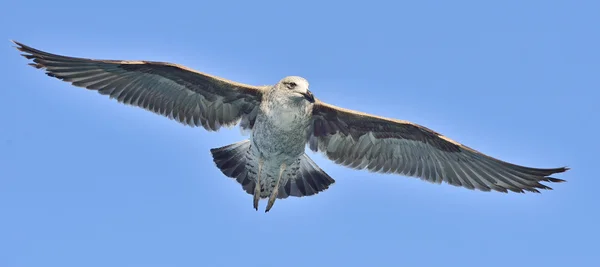 Flying Kelp gull over the ocean — Stock Photo, Image