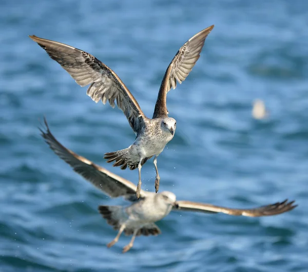 Flying Kelp gull over the ocean — Stock Photo, Image