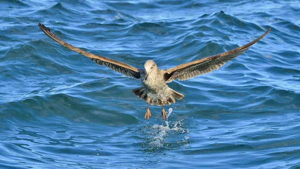 飞海鸥在海洋 — 图库照片
