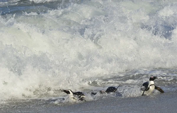 African penguins on ocean beach — Stock Photo, Image