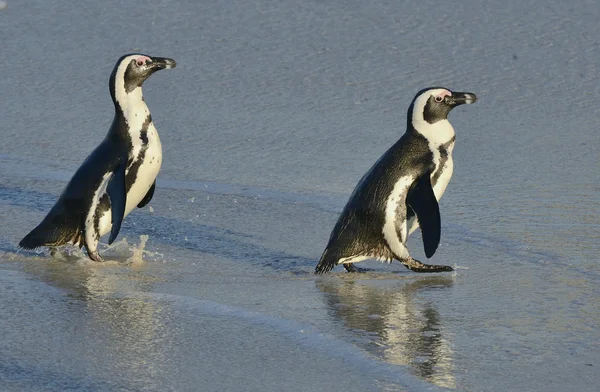 Африканський пінгвіни на пляжі океану — стокове фото