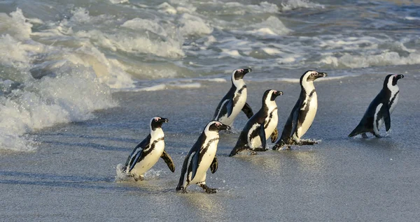 Africké tučňáci na pláži u oceánu — Stock fotografie