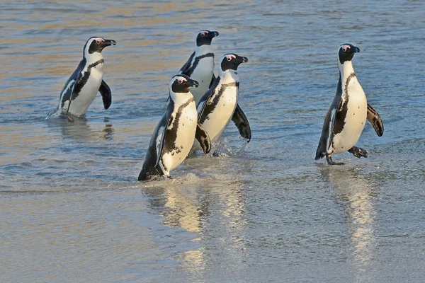 Africké tučňáci na pláži u oceánu — Stock fotografie