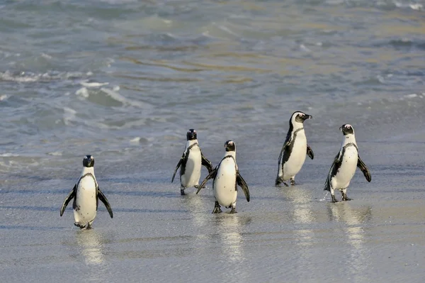 Pingüinos africanos en la playa del océano — Foto de Stock