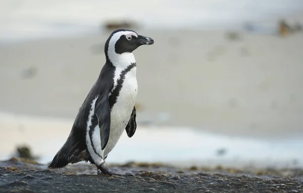 Африканский пингвин на берегу океана — стоковое фото