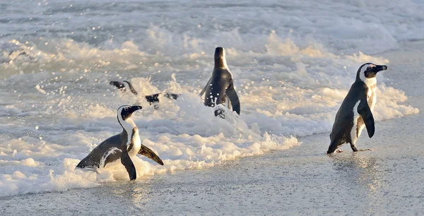 African penguins on ocean beach — Stock Photo, Image